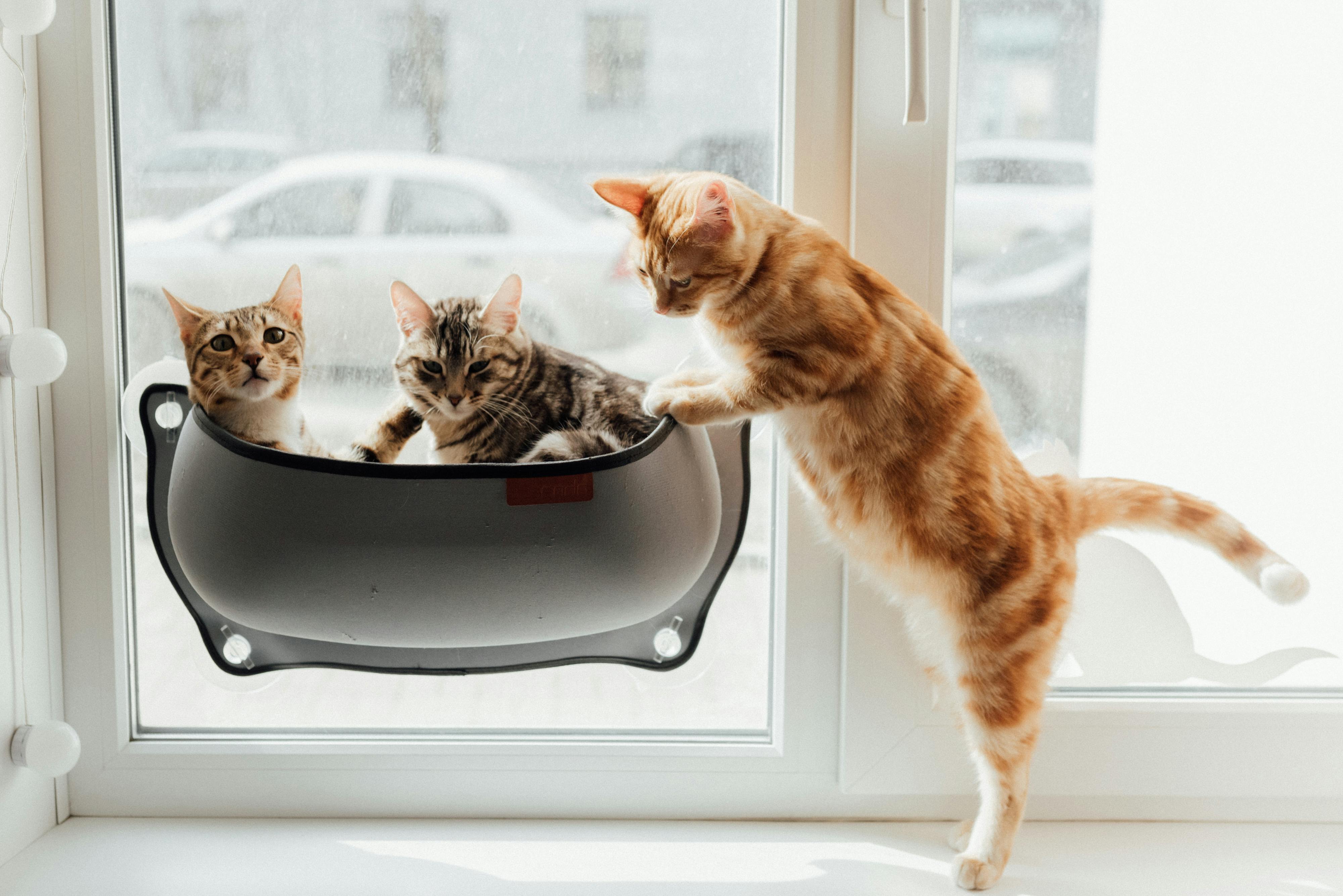 Gatos jugando en casa de la familia cuidadora — ambiente tranquilo y familiar