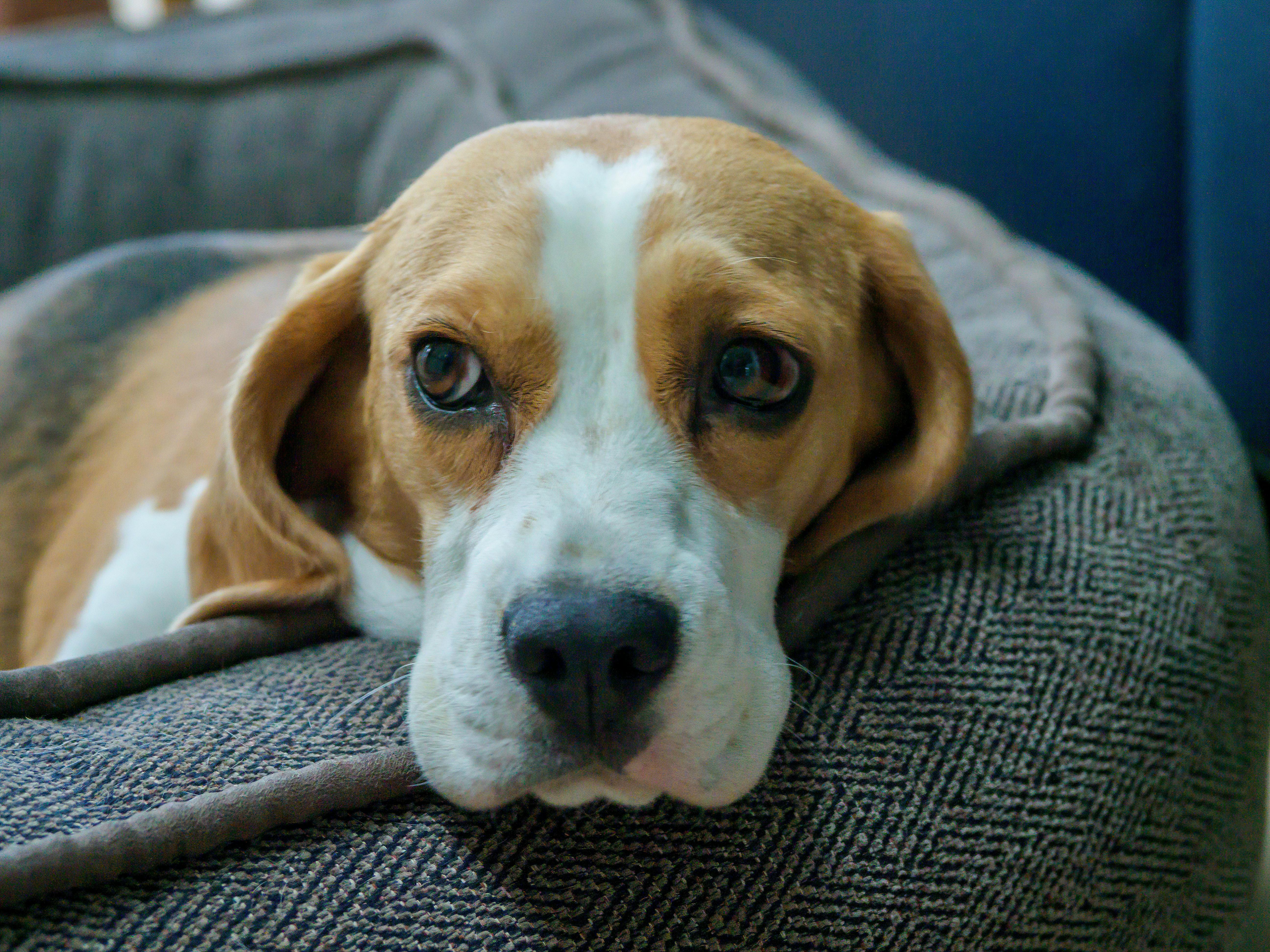 Perro esperando a su dueño en casa — cuidado de perros durante hospitalización