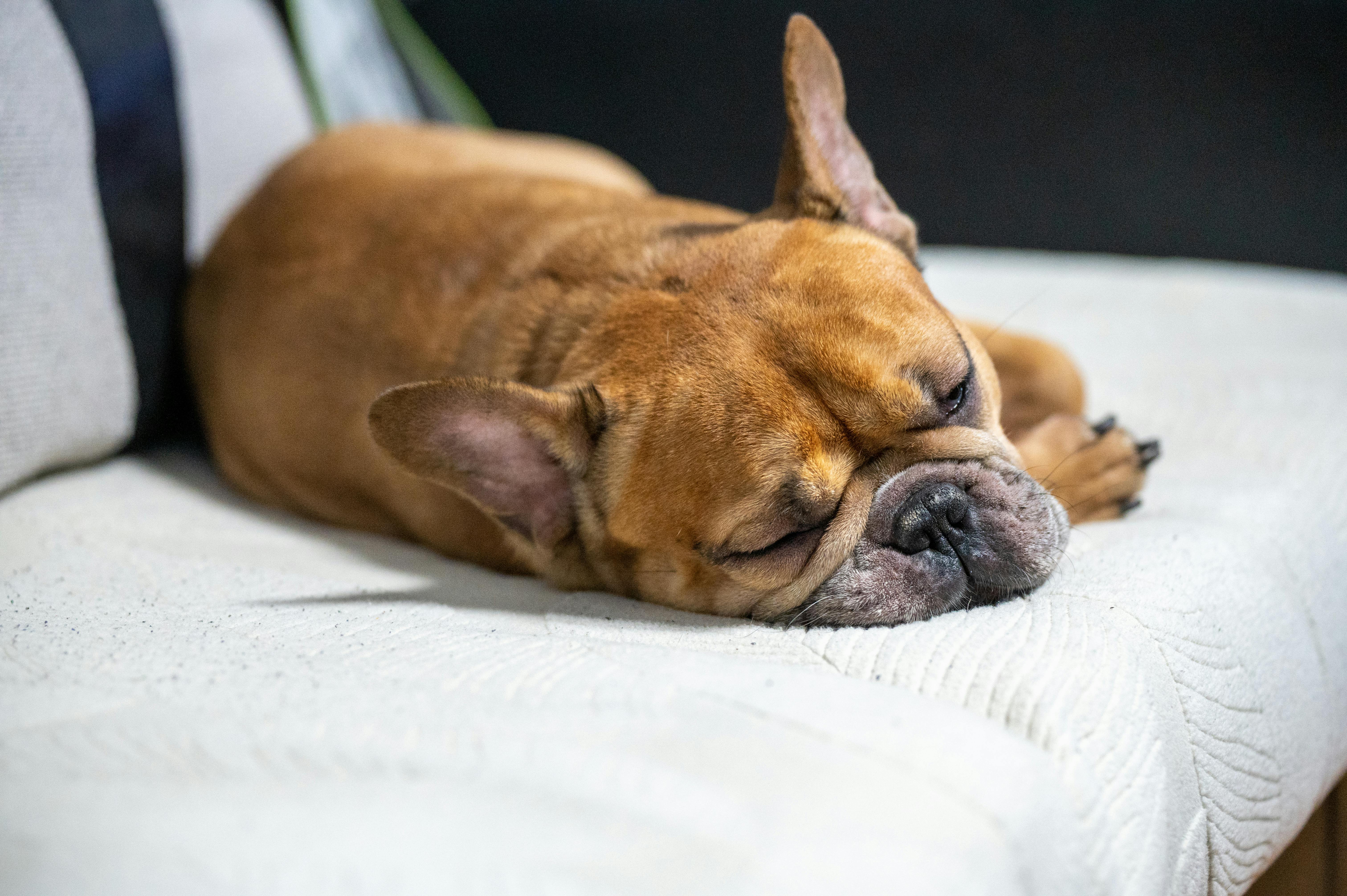 Perro descansando tranquilo en hogar familiar — cuidado temporal durante hospitalización