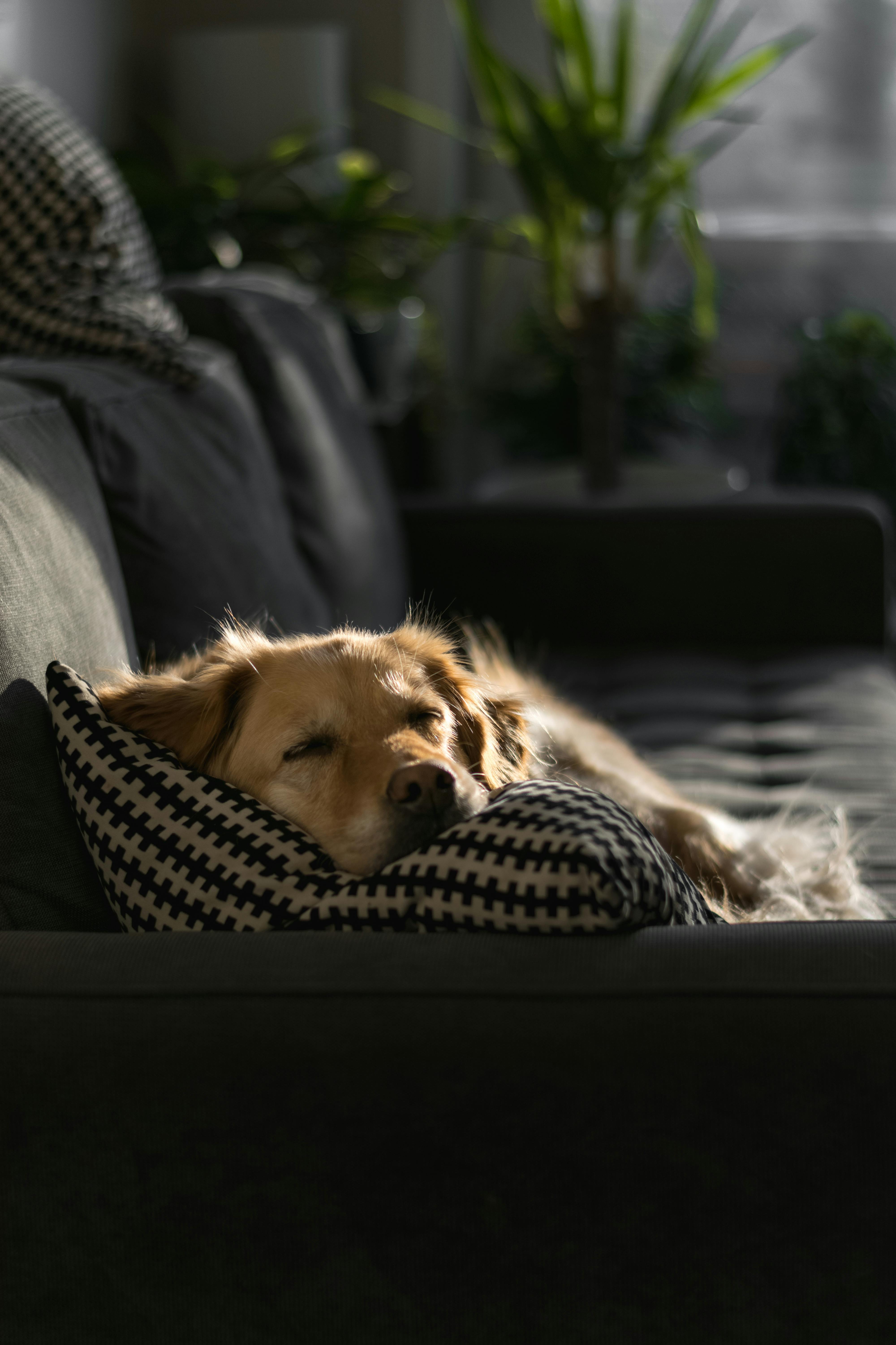 Perro relajado y cómodo en un hogar familiar — cuidado temporal sin jaulas ni residencias